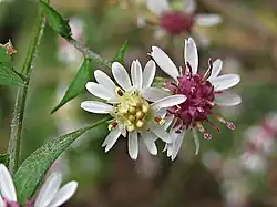 Two calico aster flowers in bloom