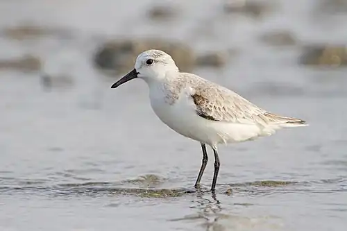 A sanderling wading in the water