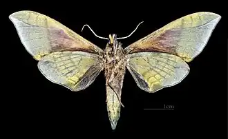 Male C. t. formosana, underside