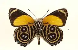 Eunomia eighty-eight, C. eunomia, underside