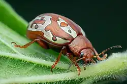 Calligrapha aladina, México