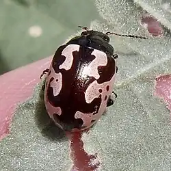 Calligrapha ancoralis, Arizona