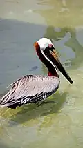Pelican at Cameron Park Zoo