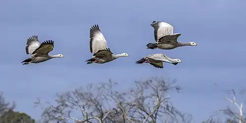 Adults in flight, Kangaroo Island