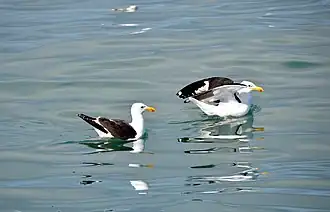Cape gulls searching for food in South Africa
