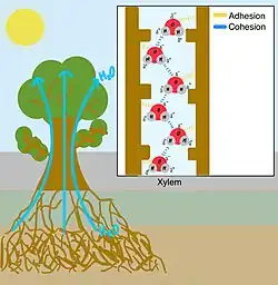 This diagram illustrates capillary action in plants, which allows water to move upward through the xylem from the roots to the leaves. This upward movement is driven by cohesion (hydrogen bonds between the partial positive of one water molecule to the partial negative of another water molecule) and adhesion (attraction between water molecules to other polar molecules). The inset on the top right shows a close-up of these molecular interactions. Blue dashed lines represent hydrogen bonds between water molecules (cohesion), while yellow dashed lines indicate the adhesive forces between water and the xylem wall (adhesion). Together, cohesion and adhesion generate the capillary action and tension required to pull water up through the plant during transpiration.