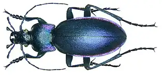 Carabus violaceus picenus