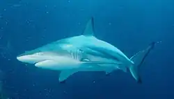 A wild blacktip shark