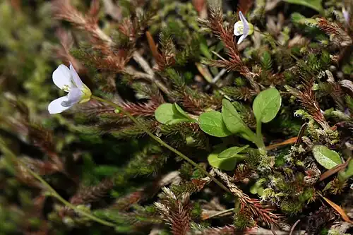 Cardamine pattersonii, Saddle Mountain bittercress