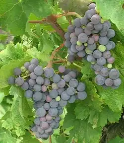 Carménère grapes