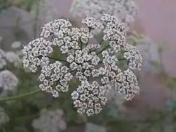 Flowers of Trachyspermum ammi