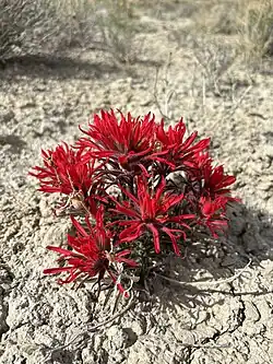 Small plant with feathery, bright red bracts on dry, bare soil