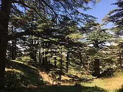 This image depicts the cedar trees of the Cedars of Lebanon and the winding paths for visitors to walk around.