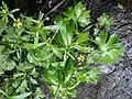 Celery-leaved buttercup, Ranunculus sceleratus, in the 'mangrove swamp'