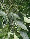 Caucasian hackberry (C.&nbsp;caucasica) with immature fruit