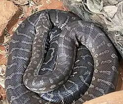 Centralian carpet python