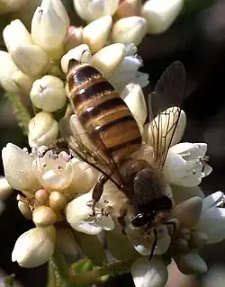 Eastern honey bee (A.&nbsp;cerana) in Hong Kong