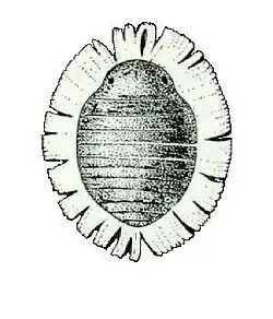 Cerataphis lataniae, commonly known as the palm aphid, is an aphid known to infest palm species as well as&nbsp;a variety of leafy plants. It is one the most common pests that causes damage to agriculture and human health