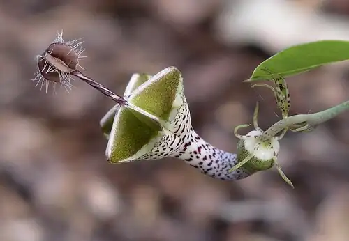 Ceropegia distincta