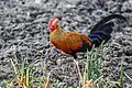 Sri Lankan junglefowl