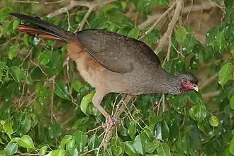 Chaco chachalaca