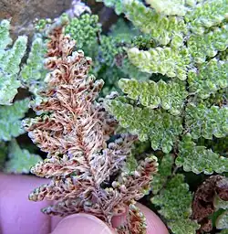 Two fern fronds with beadlike segments; the one on the left is held to reveal its scaly underside