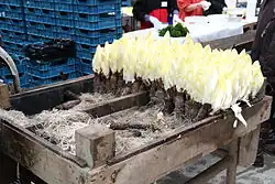 Sprouted Belgian endive