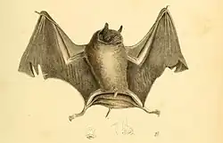 Drawing of bat