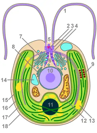 Simplified diagram of a chlorophyte cell combining structures seen across the phylum: 1) flagellum; 2) synistosome with fibers adhering to a pair of basal bodies; 3) basal body; 4) microtubular rootlet belonging to the "X-2-X-2" arrangement, in this case 4-2-4-2 (only front-facing rootlets are shown); 5) flagellar pit (only two of four flagella are shown); 6) rhizoplasts; 7) Golgi apparatus; 8) endoplasmic reticulum and nuclear envelope; 9) eyespot apparatus; 10) nucleus with nucleolus; 11) pyrenoid; 12) mitochondrion; 13) starch granule; 14) vacuole; 15) outer chloroplast membrane; 16) inner chloroplast membrane; 17) thylakoid; 18) cell membrane.