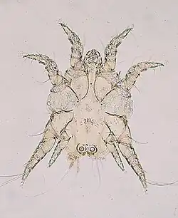 Chorioptes bovis surface-feeding mite