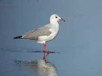 C. c. cirrocephalus in non-breeding plumage, Mejía, Peru