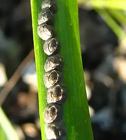 "Chthamalus fragilis" on a leaf of "Spartina alterniflora"