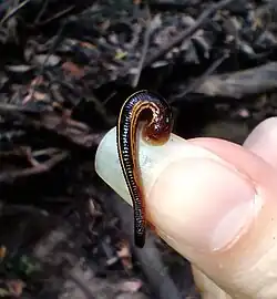 C. limbata on a human thumb.