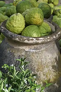 An earthenware pot filled with multiple green, bumpy Corsican citrons