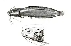 Clarias magur Mintern