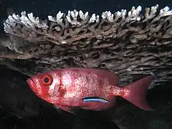 Cleaner wrasse Labroides dimidiatus servicing a Bigeye squirrelfish