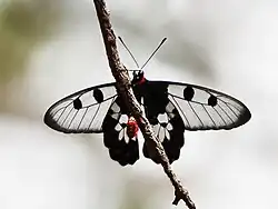 Male Clearwing swallowtail from below. Cairns