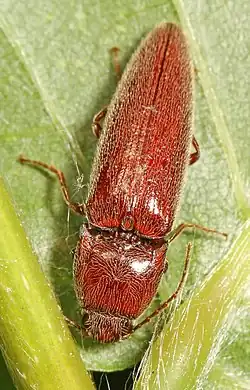 Melanotus communis complex, Virginia