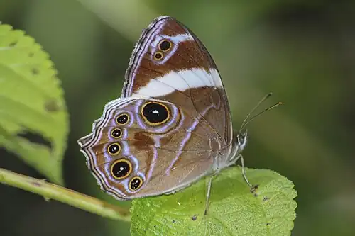 Ventral view