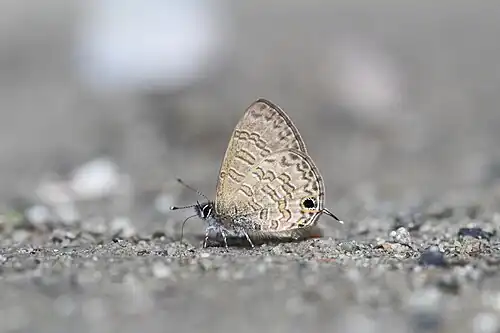 Ventral view