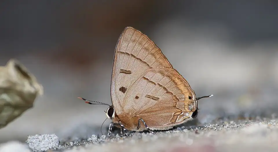 Ventral view