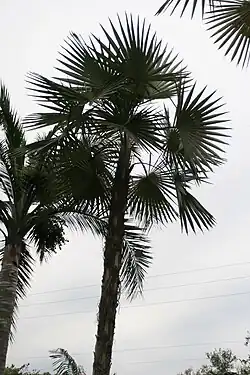 Coccothrinax cupularis