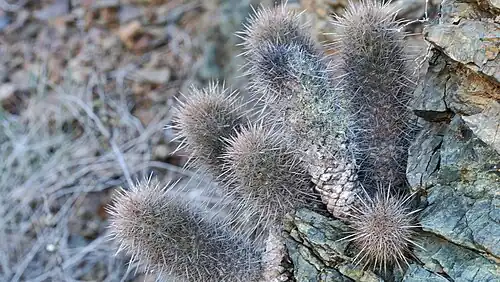 Plants growing in habitat San Carlos, Baja California Sur, Mexico
