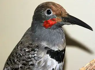 †C. a. rufipileus male, taxidermied specimen