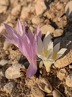 Colchicum persicum in Behbahan