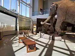 A photo of a gallery in the Museum of Idaho, including a life-size Columbian mammoth replica.