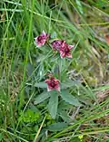 Marsh cinquefoil, La Bresse.