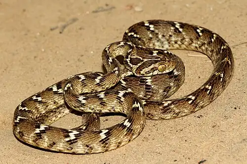 Lateral view