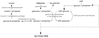 Pathways of galactose metabolism