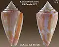 Conus anabathrum antoni W. P. Cargile 2011